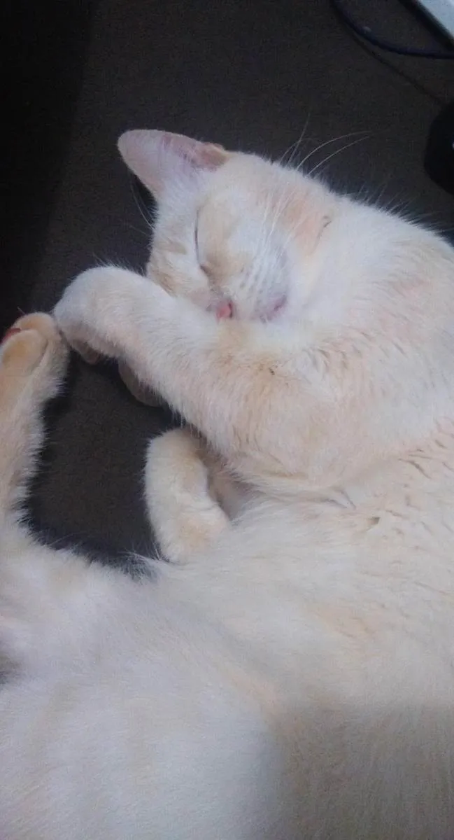 Gato ra a Nina de raça Siamesa  idade 1 ano nome Lili e Nina 