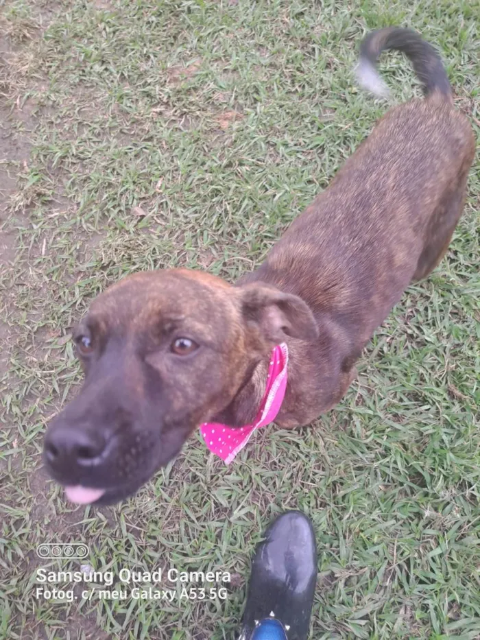 Cachorro raça Srd idade 1 ano nome Shakira