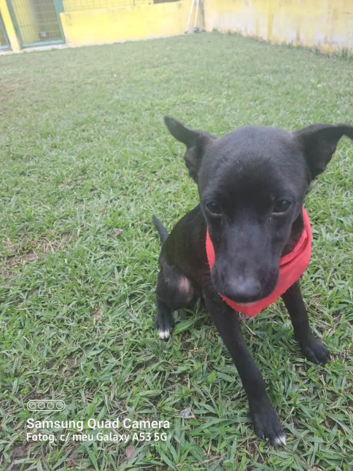 Cachorro raça Srd idade 1 ano nome Kurt