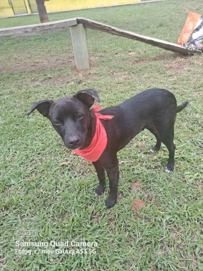 Cachorro raça Srd idade 1 ano nome Kurt