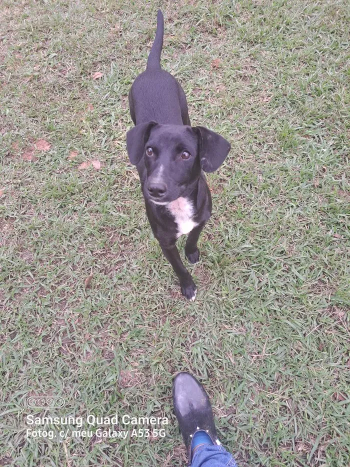 Cachorro raça Srd idade 1 ano nome Ozzy