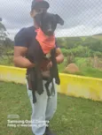 Cachorro raça Srd idade 1 ano nome Ozzy