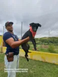 Cachorro raça Srd idade 1 ano nome Ozzy