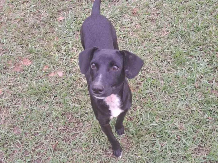 Cachorro raça Srd idade 1 ano nome Ozzy