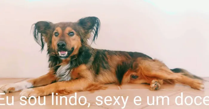 Cachorro ra a Indefinida idade 2 anos nome Fred