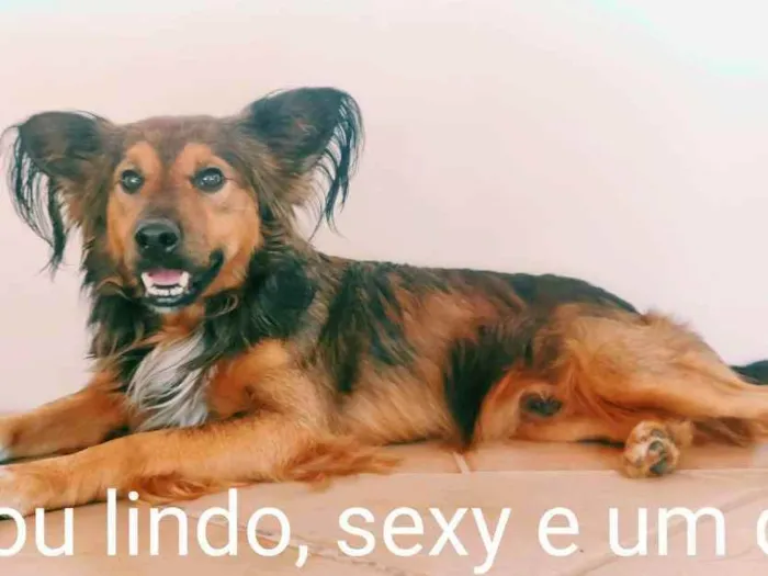 Cachorro ra a Indefinida idade 2 anos nome Fred