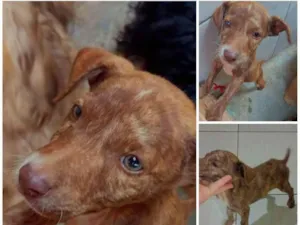 Cachorro raça Mestiça idade Abaixo de 2 meses nome Sem nome