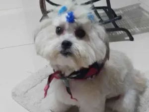 Cachorro raça Pooldo  idade 1 ano nome Charlott 