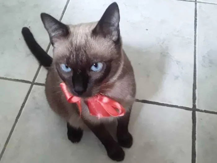 Gato ra a SRD idade Abaixo de 2 meses nome Sem Nome 1