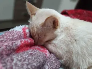 Gato raça Nina de raça Siamesa  idade 1 ano nome Lili e Nina 