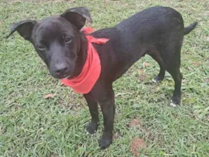 Cachorro raça Srd idade 1 ano nome Kurt