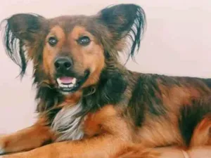 Cachorro raça Indefinida idade 2 anos nome Fred