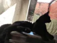 Loki
