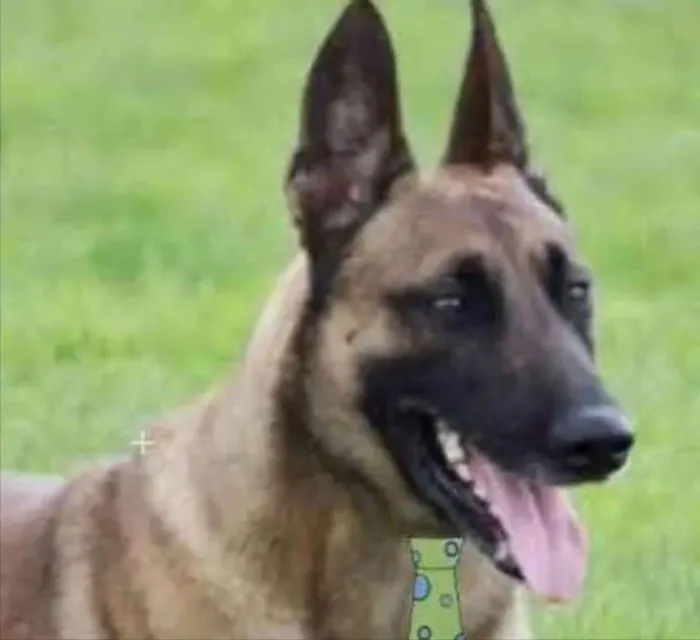 Cachorro ra a Pastor Belga  idade 1 ano nome Dudu 