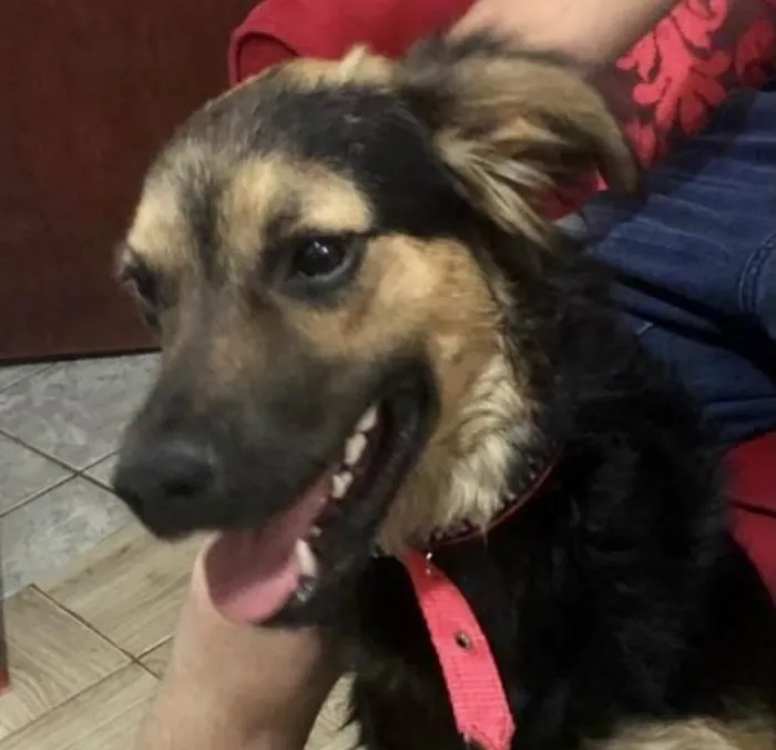 Cachorro ra a Mestiço  idade 7 a 11 meses nome Thor 