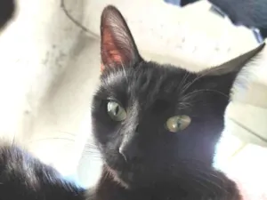 Gato raça Gato preto idade 1 ano nome Loki