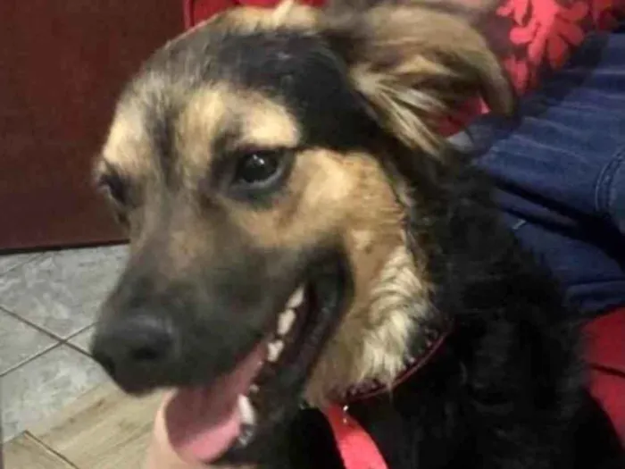 Cachorro ra a Mestiço  idade 7 a 11 meses nome Thor 