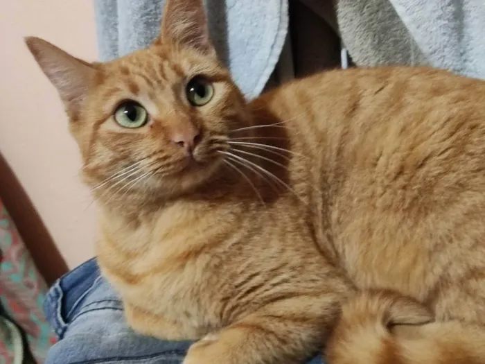 Gato ra a Gata laranja  idade 2 anos nome Amora