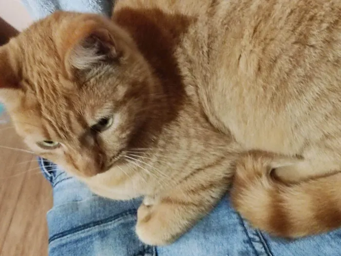 Gato ra a Gata laranja  idade 2 anos nome Amora