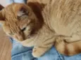 Amora