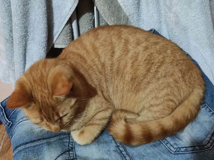 Gato ra a Gata laranja  idade 2 anos nome Amora