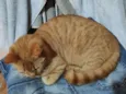 Amora