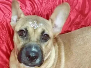 Cachorro raça Pitbull  idade 1 ano nome Amora 