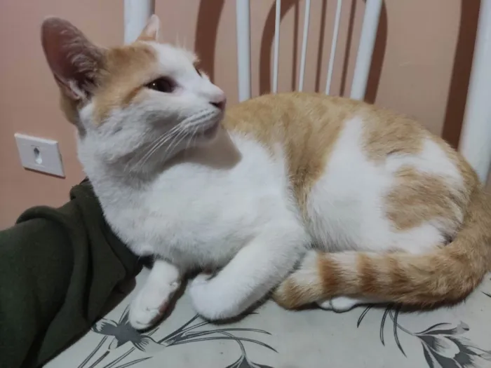 Gato ra a Gato branco e laranja idade 1 ano nome Theo