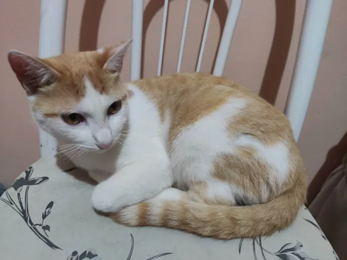 Gato ra a Gato branco e laranja idade 1 ano nome Theo