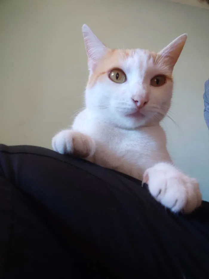 Gato ra a Gato branco e laranja idade 1 ano nome Theo