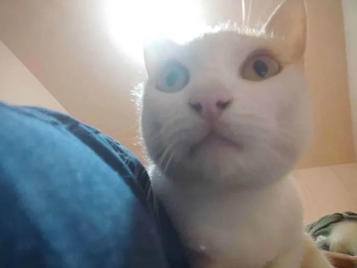 Gato ra a Gato branco e laranja idade 1 ano nome Theo