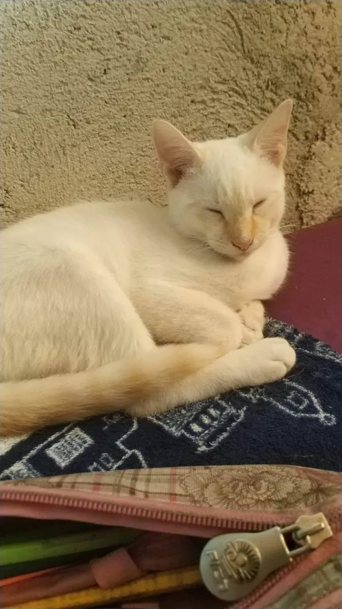 Gato ra a Gato branco e amarelado idade 1 ano nome John