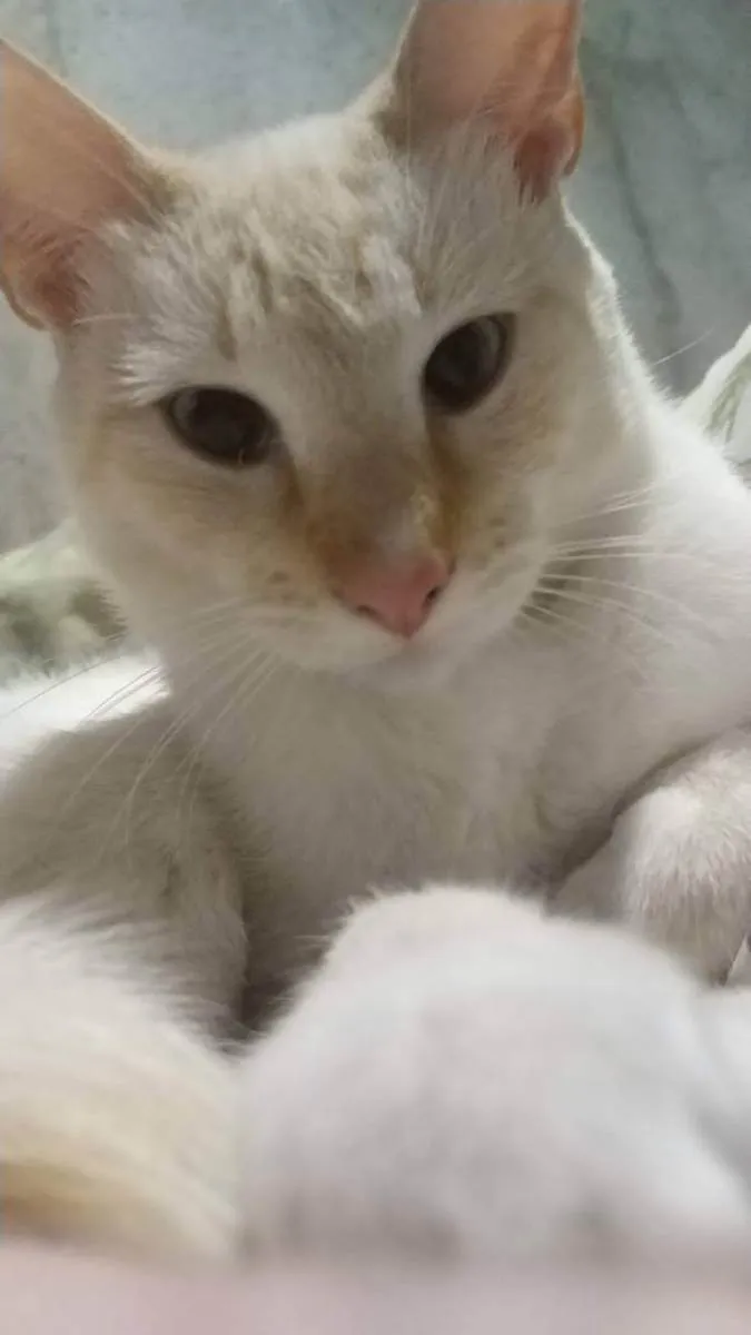 Gato ra a Gato branco e amarelado idade 1 ano nome John