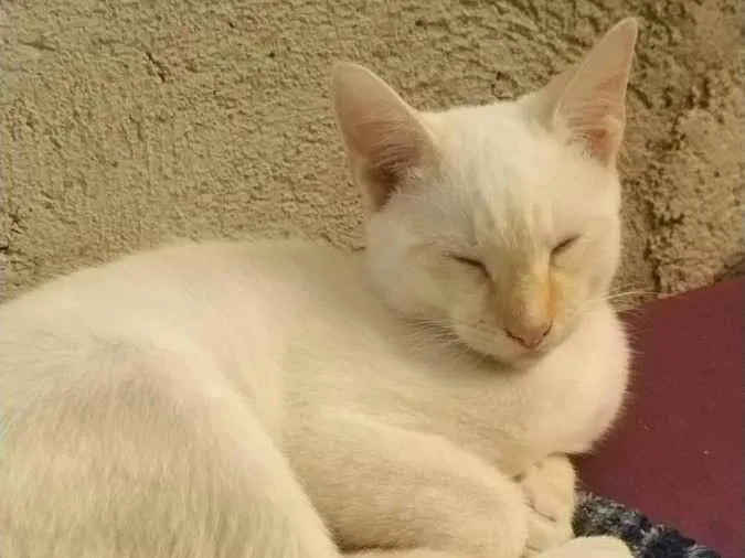 Gato ra a Gato branco e amarelado idade 1 ano nome John