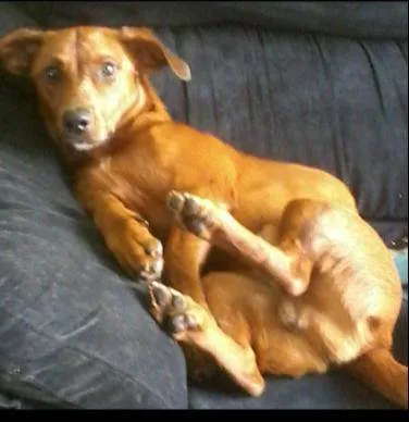 Cachorro ra a Mistura de dachshund(salsicha) idade 5 anos nome Billy