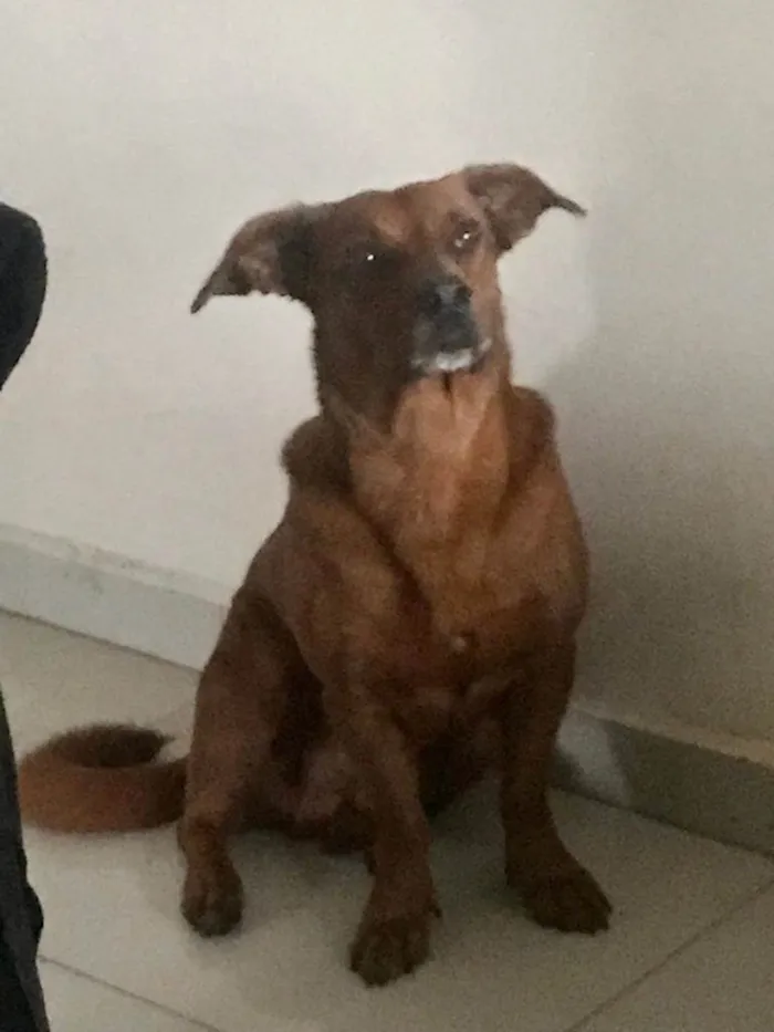 Cachorro ra a Mistura de dachshund(salsicha) idade 5 anos nome Billy