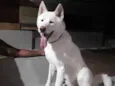 Apolo