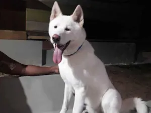 Cachorro raça Akita idade 2 a 6 meses nome Apolo