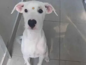Cachorro raça Sem raça definida idade 7 a 11 meses nome Kiara