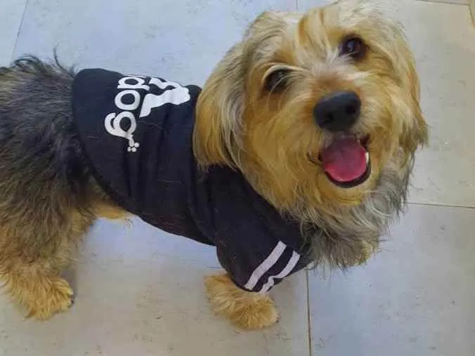 Cachorro raça  idade 2 anos nome Teddy