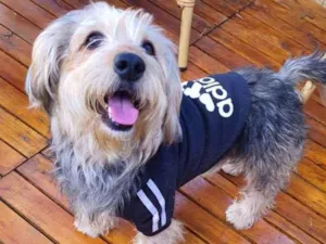 Cachorro raça  idade 2 anos nome Teddy