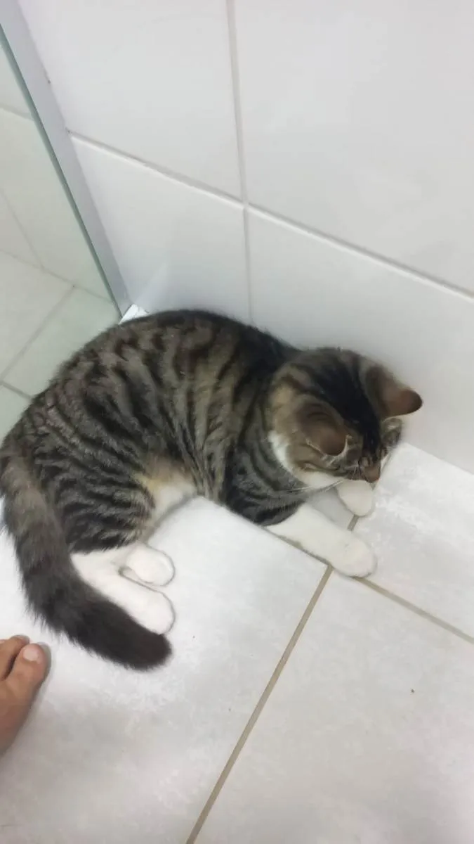 Gato ra a  idade 2 anos nome Mila e Maike 