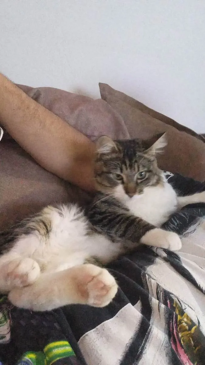 Gato ra a  idade 2 anos nome Mila e Maike 