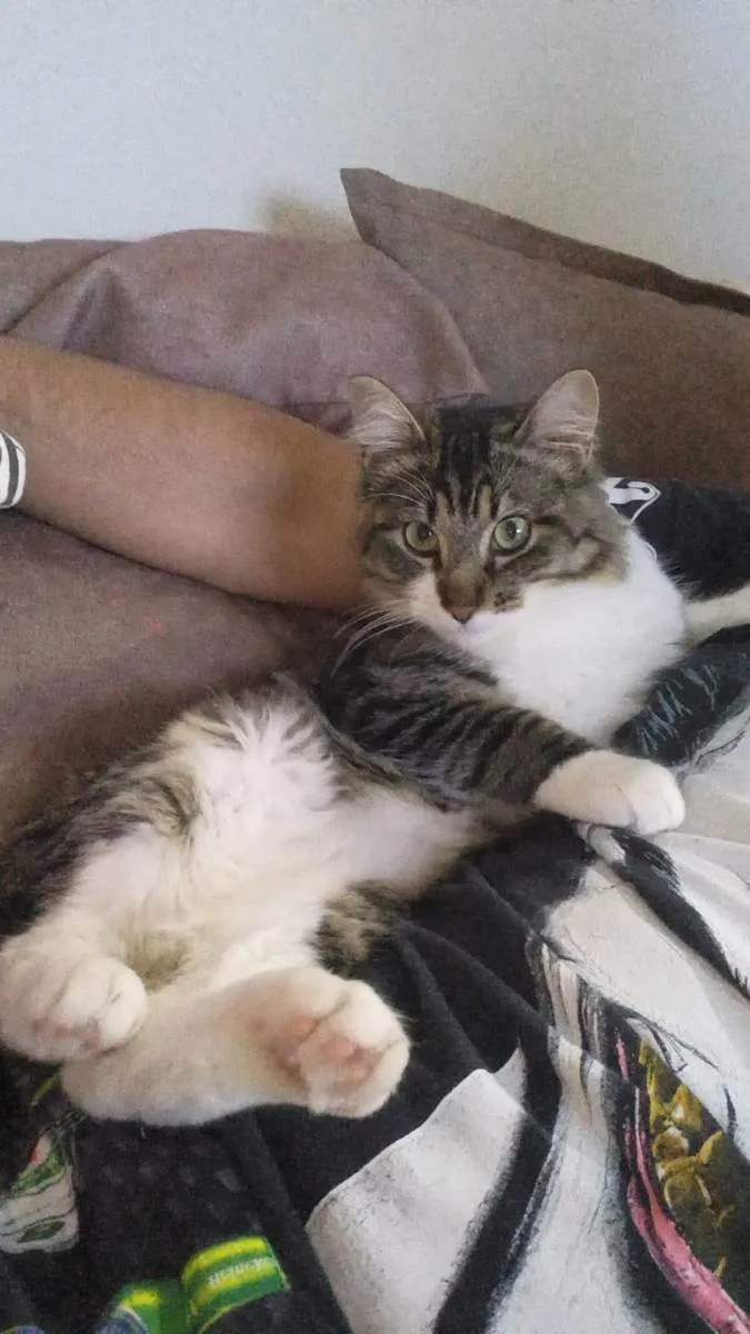 Gato ra a  idade 2 anos nome Mila e Maike 