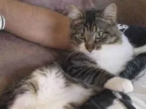 Gato raça  idade 2 anos nome Mila e Maike 