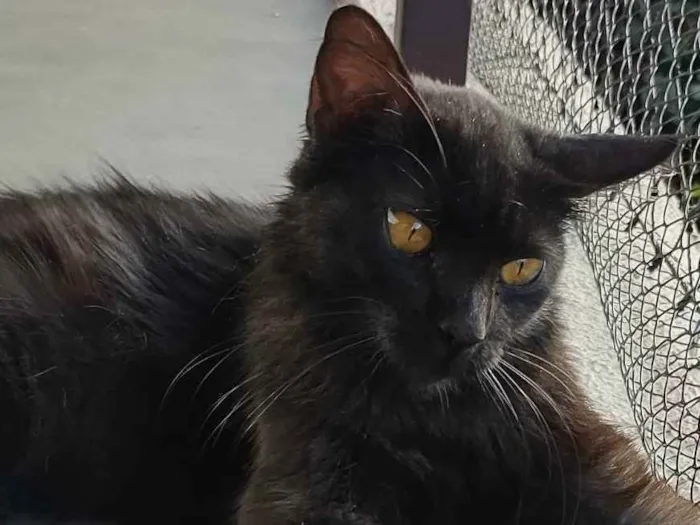 Gato ra a Sem raça definida idade 7 a 11 meses nome Black