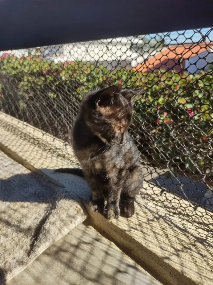 Gato ra a Sem raça definida idade 2 a 6 meses nome Pitica