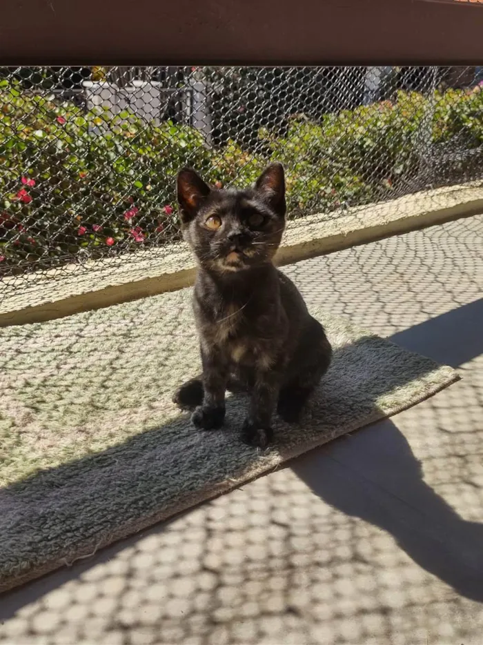 Gato ra a Sem raça definida idade 2 a 6 meses nome Pitica