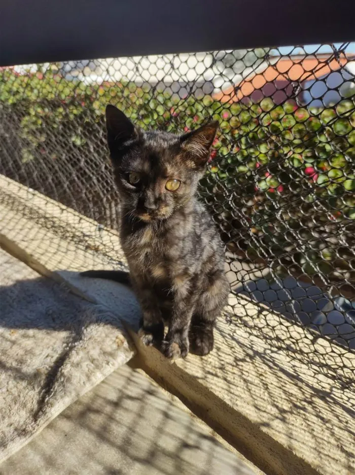 Gato ra a Sem raça definida idade 2 a 6 meses nome Pitica