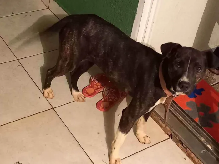 Cachorro ra a Porte medio idade 2 anos nome Julhy e jhou 